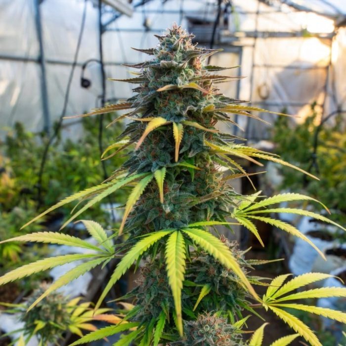 Сорт конопли Pineapple Express Auto от Barney's Farm