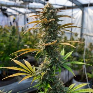 Сорт марихуаны Pineapple Express Auto от Barney's Farm