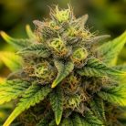 Сорт каннабиса Pineapple Express Auto от Barney's Farm