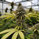 Сорт марихуаны Pineapple Express от Barney' Farm