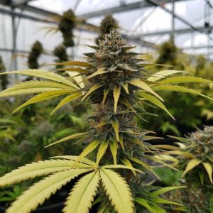 Сорт марихуаны Pineapple Express от Barney' Farm