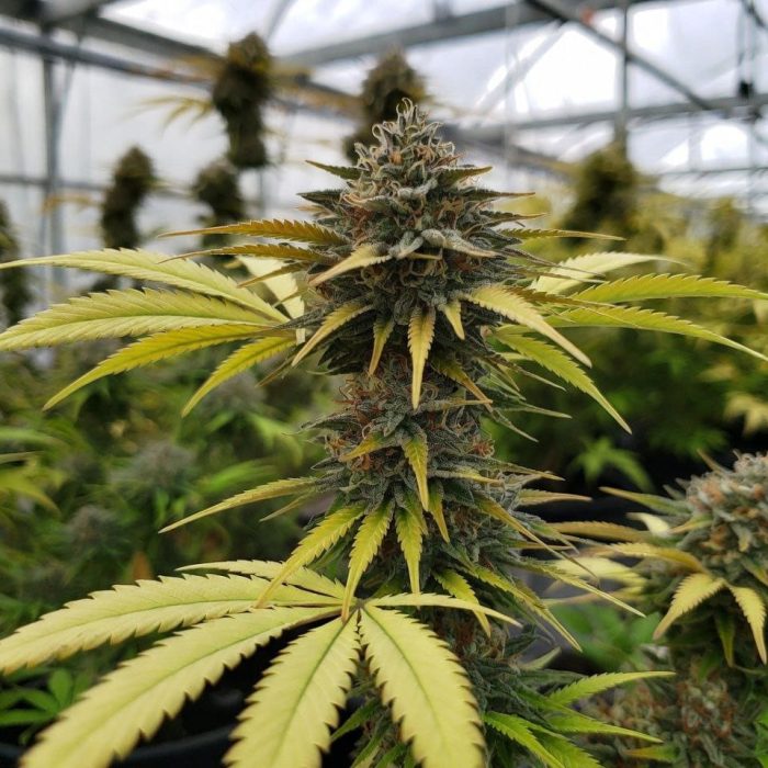 Сорт марихуаны Pineapple Express от Barney' Farm