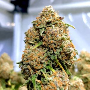 Сорт конопли Pineapple Express от Barney' Farm