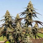 Pineapple Express от Marley Seedbank