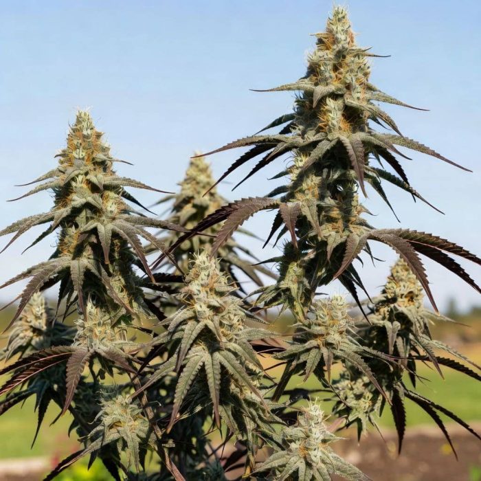 Pineapple Express от Marley Seedbank