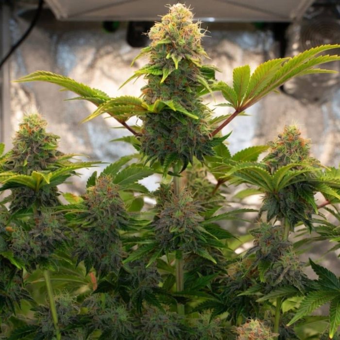 Сорт каннабиса Tangerine Dream Auto от Barney's Farm