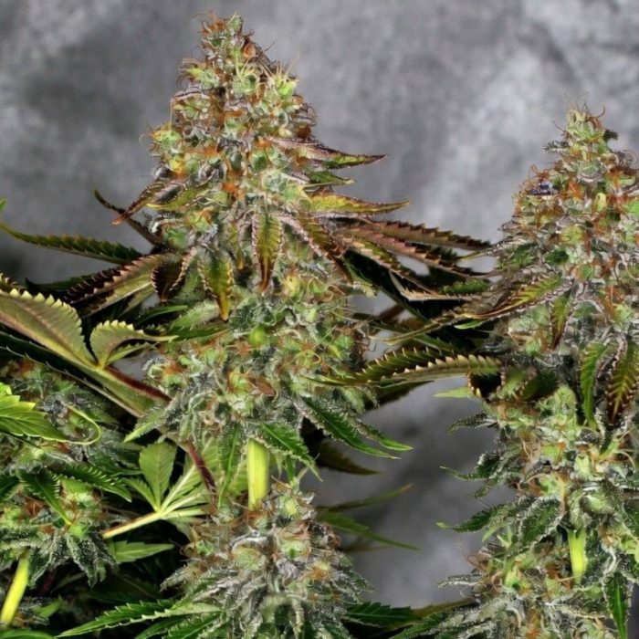 Сорт марихуаны Tangerine Dream Auto от Barney's Farm