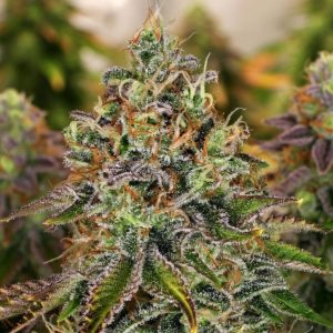 Сорт конопли Tangerine Dream Auto от Barney's Farm