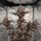 Сорт марихуаны Tropicana Cherry от Barney's Farm