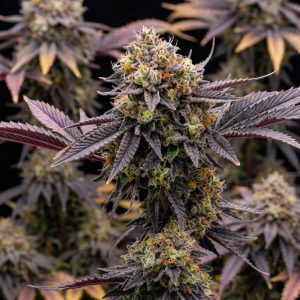 Tropicana Cherry от Barney's Farm