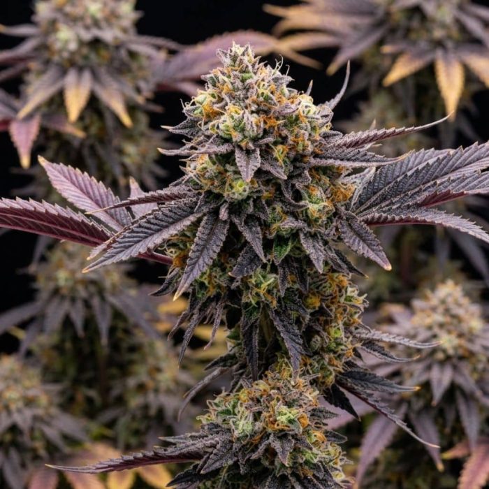 Tropicana Cherry (2)-2 Tropicana Cherry от Barney's Farm