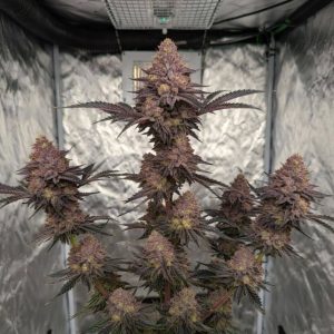 Сорт марихуаны Tropicana Cherry от Barney's Farm