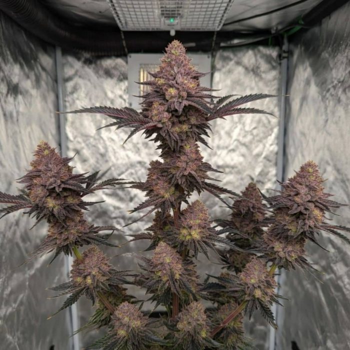 Tropicana Cherry-2 Сорт марихуаны Tropicana Cherry от Barney's Farm