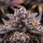 Сорт конопли Tropicana Cherry от Barney's Farm