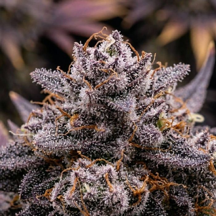 Tropicana Cherry (3)-2 Сорт конопли Tropicana Cherry от Barney's Farm