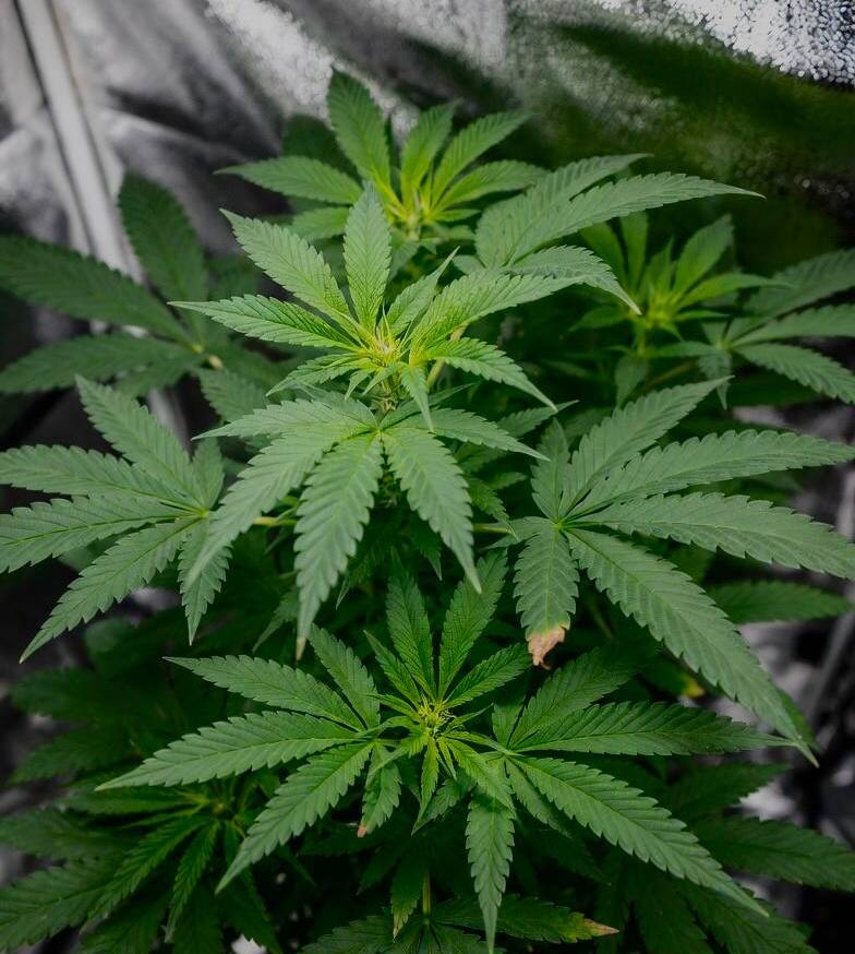 Вегетация марихуаны