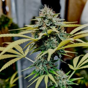 Сорт марихуаны Wedding Cake от Barney's Farm