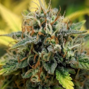 Сорт конопли Wedding Cake от Barney's Farm