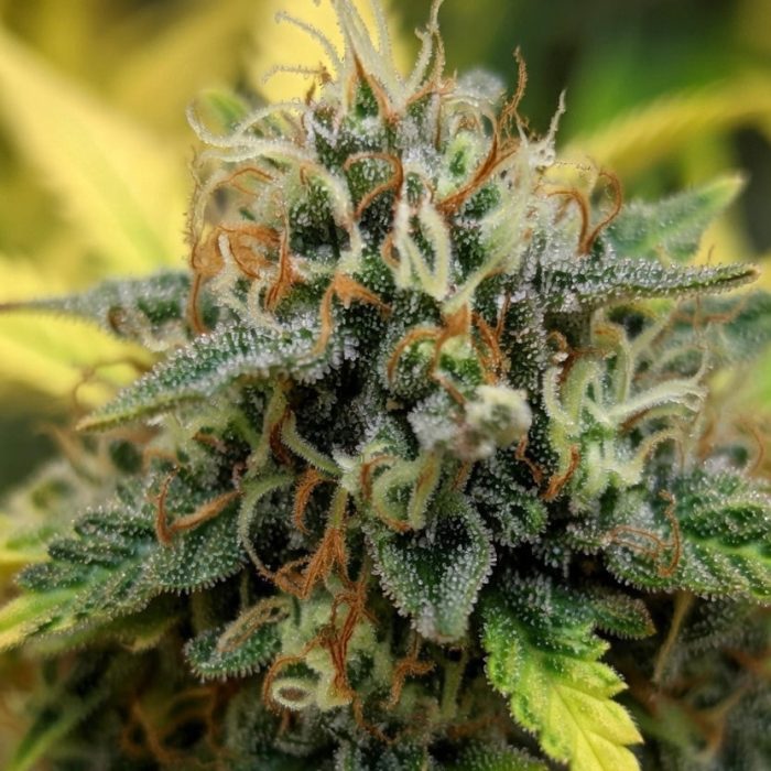 Сорт конопли Wedding Cake от Barney's Farm