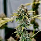 Сорт каннабиса Wedding Cake от Barney's Farm