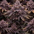 Сорт марихуаны Zillions от Barney's Farm