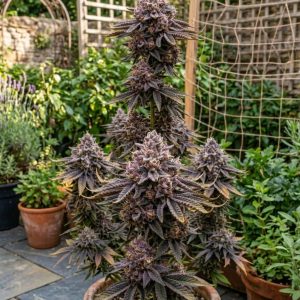 Zillions от Barney's Farm