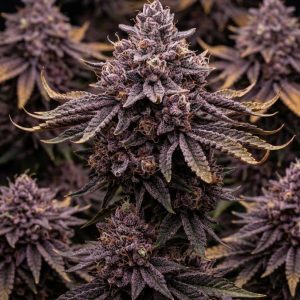 Сорт марихуаны Zillions от Barney's Farm