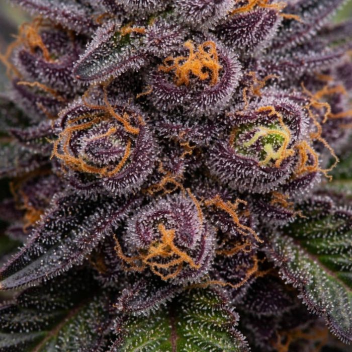 Zillions (3)-2 Zillions (3)-2