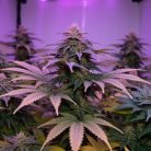 Сорт марихуаны Glookies