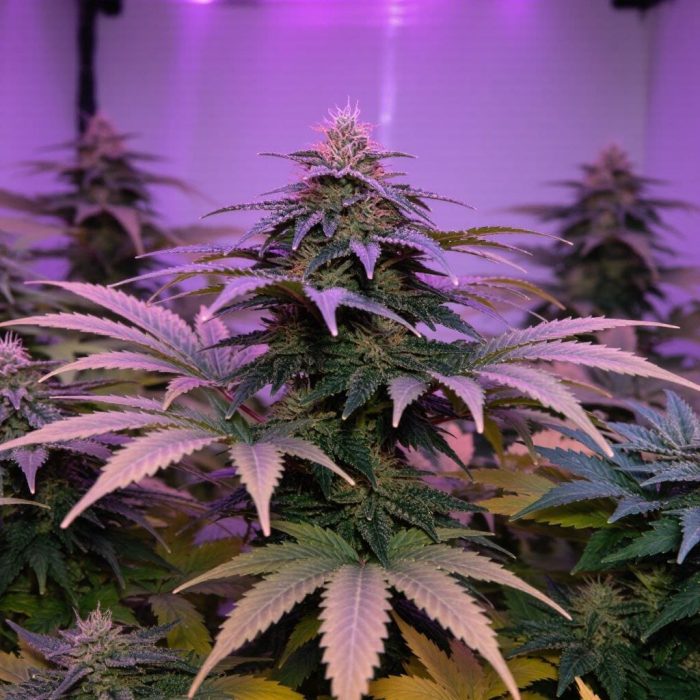 glookies-fem1 Сорт марихуаны Glookies