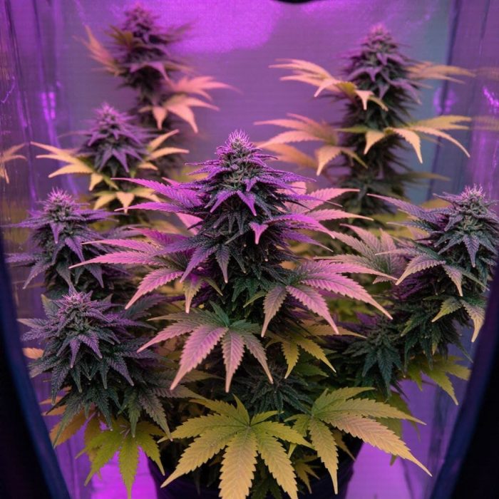 glookies-fem2 Glookies