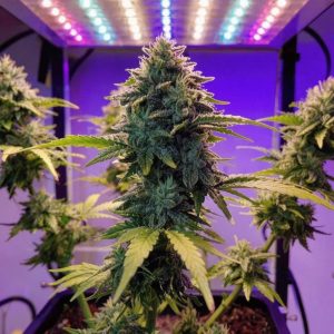 Сорт марихуаны Glookies от Barney's Farm