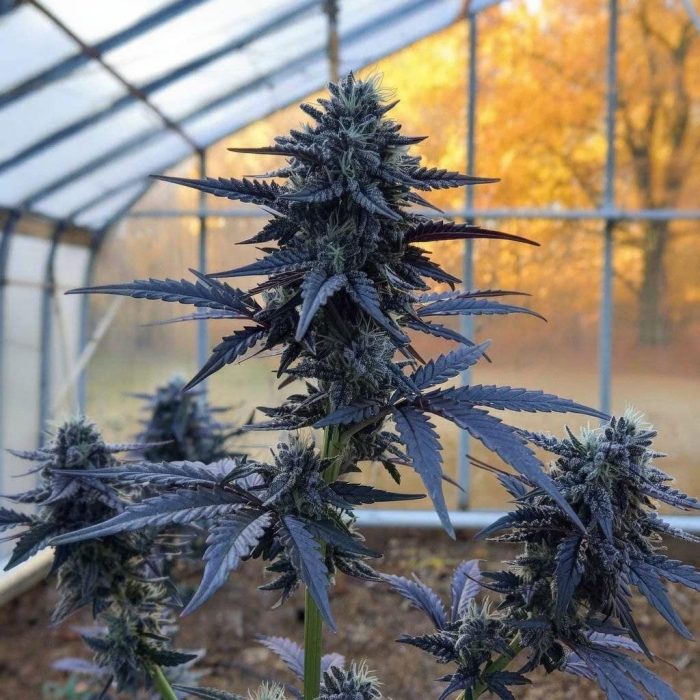 purple-punch Сорт конопли Purple Punch от Barney's Farm