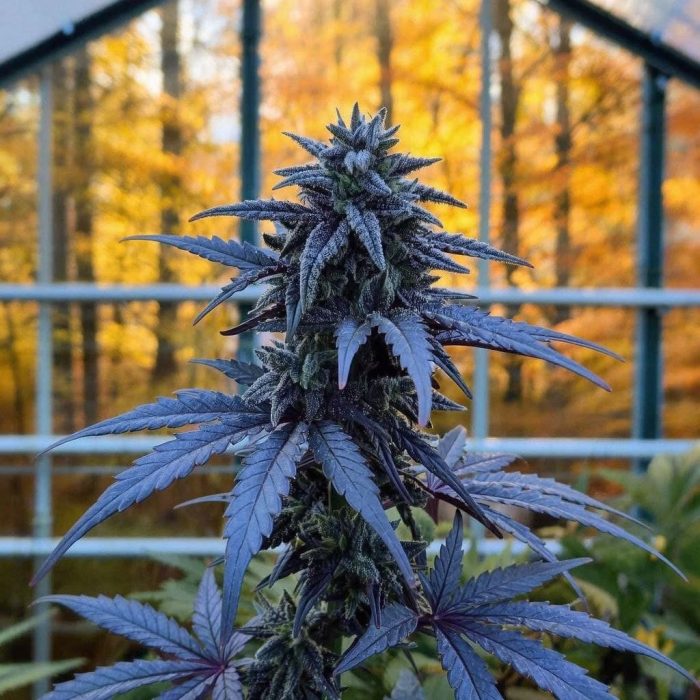 purple-punch1 purple-punch1