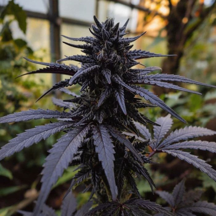 purple-punch2 Purple Punch от Barney's Farm