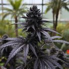 Сорт марихуаны Purple Punch от Barney's Farm