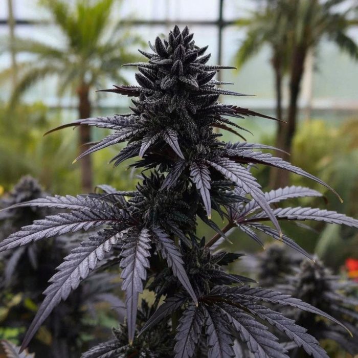 purple-punch4 Сорт марихуаны Purple Punch от Barney's Farm