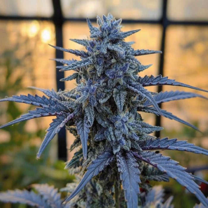 purple-punch6 Сорт конопли Перпл Панч от Barney's Farm