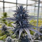 Сорт марихуаны Пурпл Панч от Barney's Farm